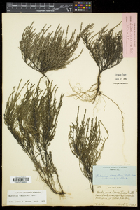 Hudsonia tomentosa image