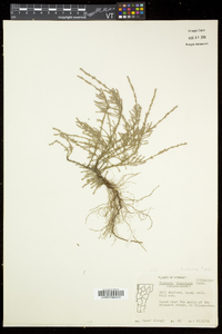 Hudsonia tomentosa image