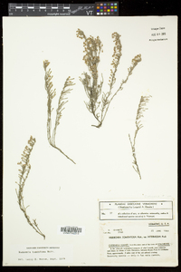 Hudsonia tomentosa image