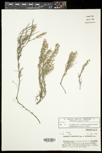 Hudsonia tomentosa image