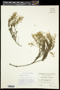 Hudsonia ericoides image