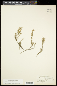 Hudsonia ericoides image