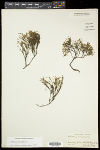 Hudsonia ericoides image