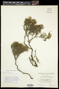 Hudsonia ericoides image