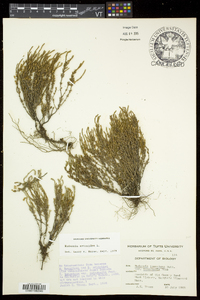 Hudsonia ericoides image
