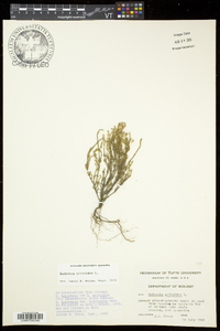 Hudsonia ericoides image