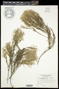 Hudsonia ericoides image