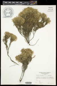 Hudsonia ericoides image