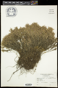 Hudsonia ericoides image