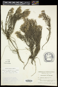 Hudsonia ericoides subsp. tomentosa image