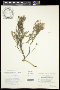 Hudsonia ericoides subsp. tomentosa image