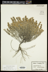 Hudsonia tomentosa image