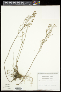 Lechea intermedia image