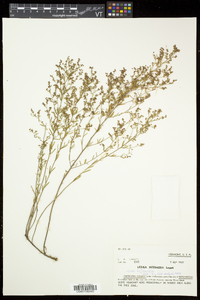 Lechea intermedia var. intermedia image