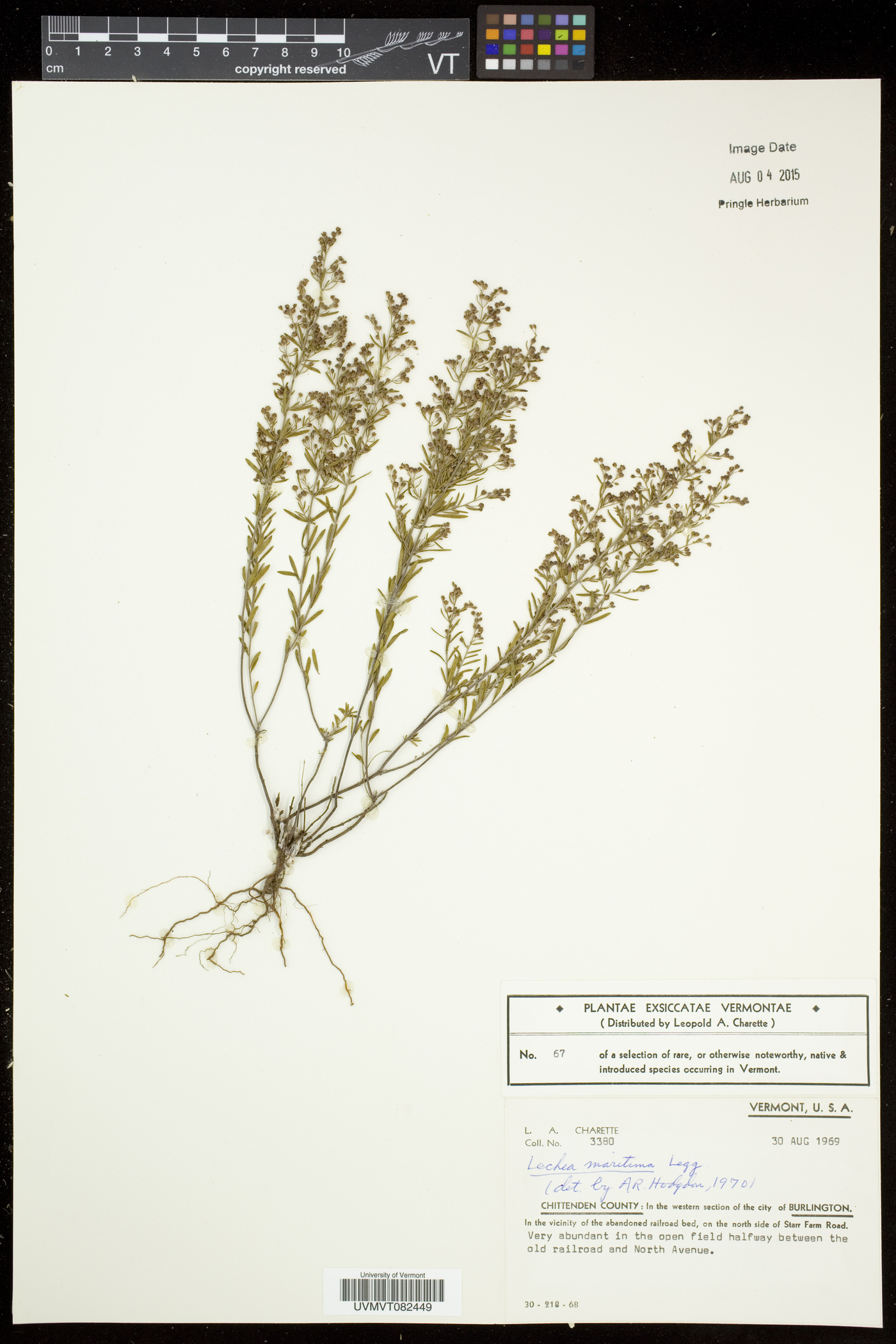 Lechea maritima var. maritima image