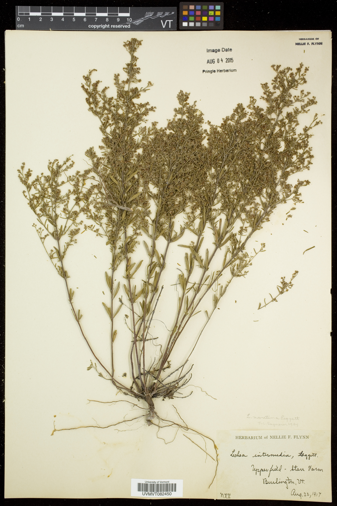 Lechea maritima var. maritima image