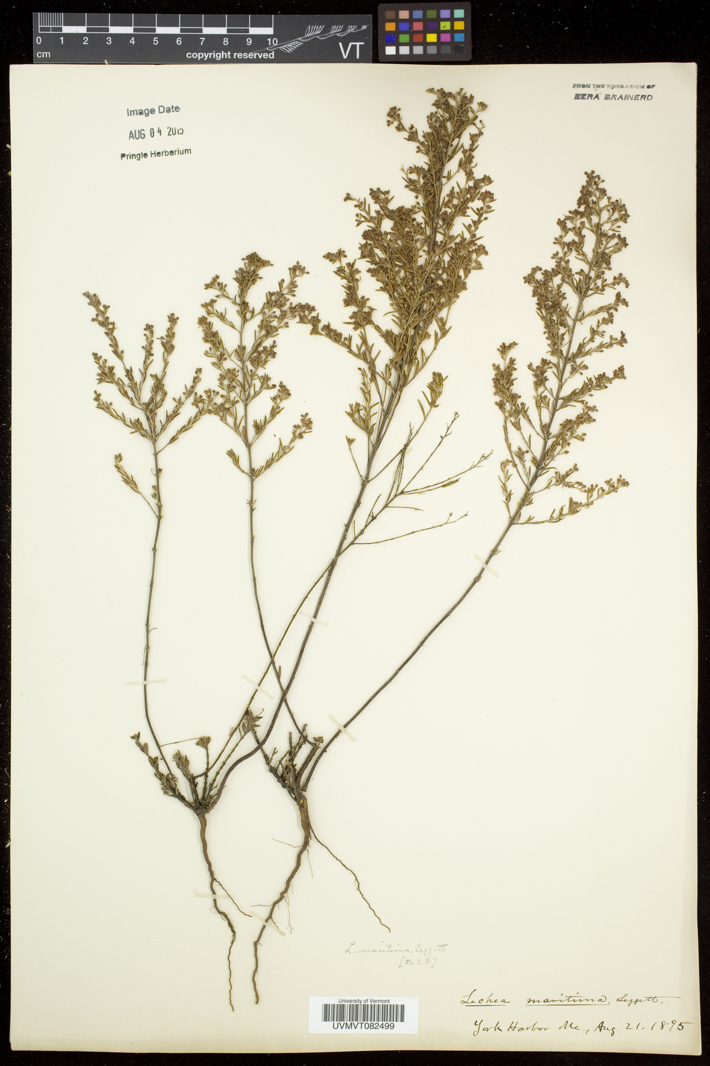 Lechea maritima var. maritima image