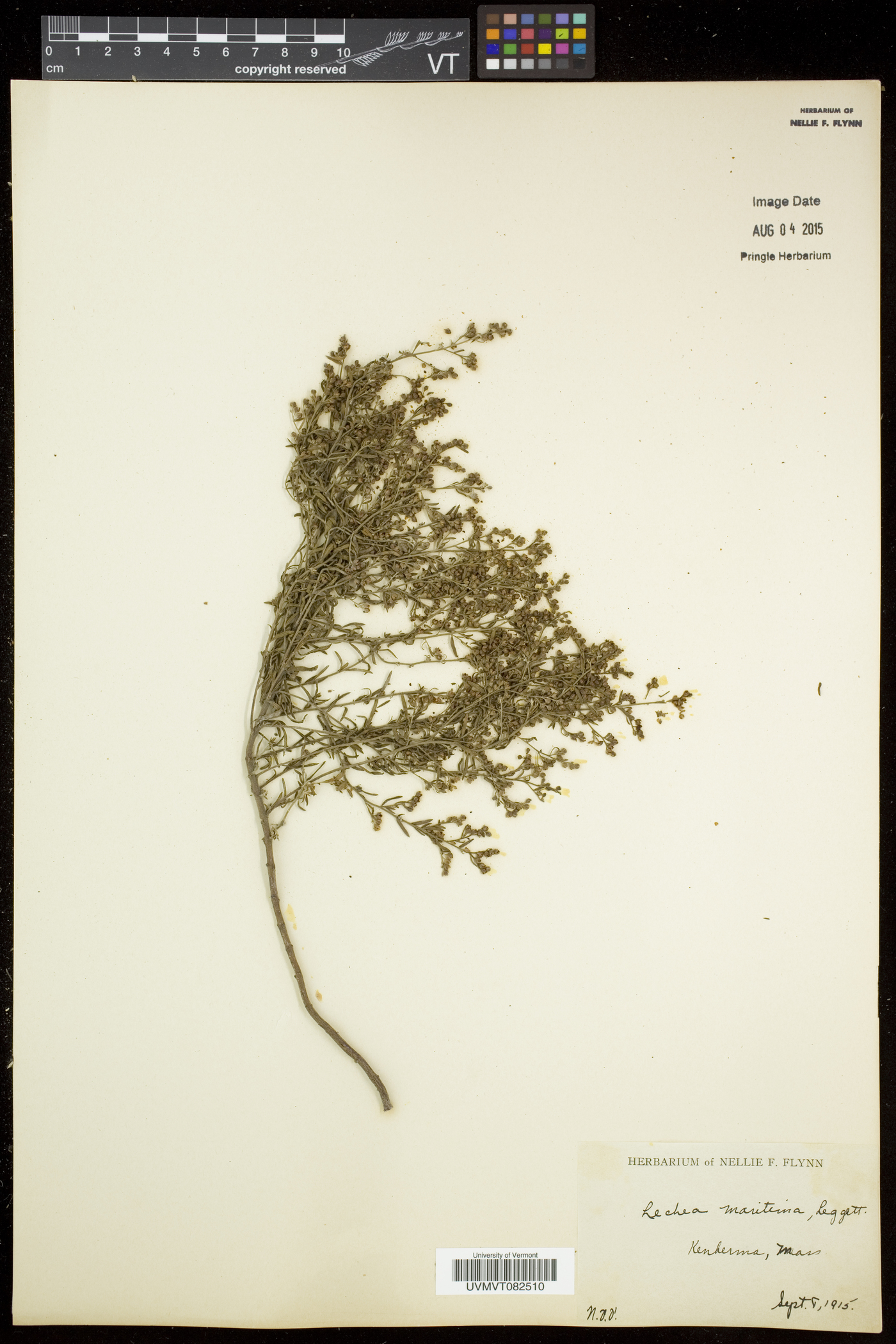 Lechea maritima var. maritima image