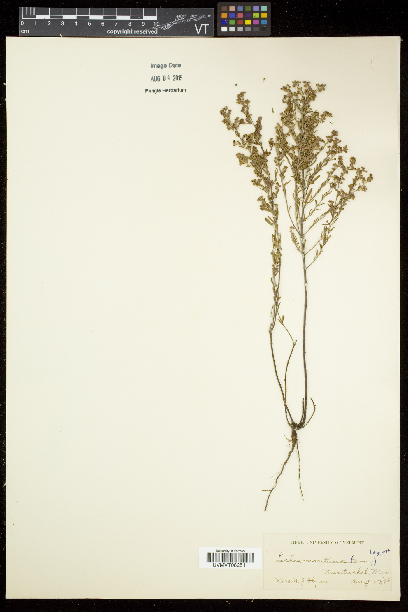 Lechea maritima image