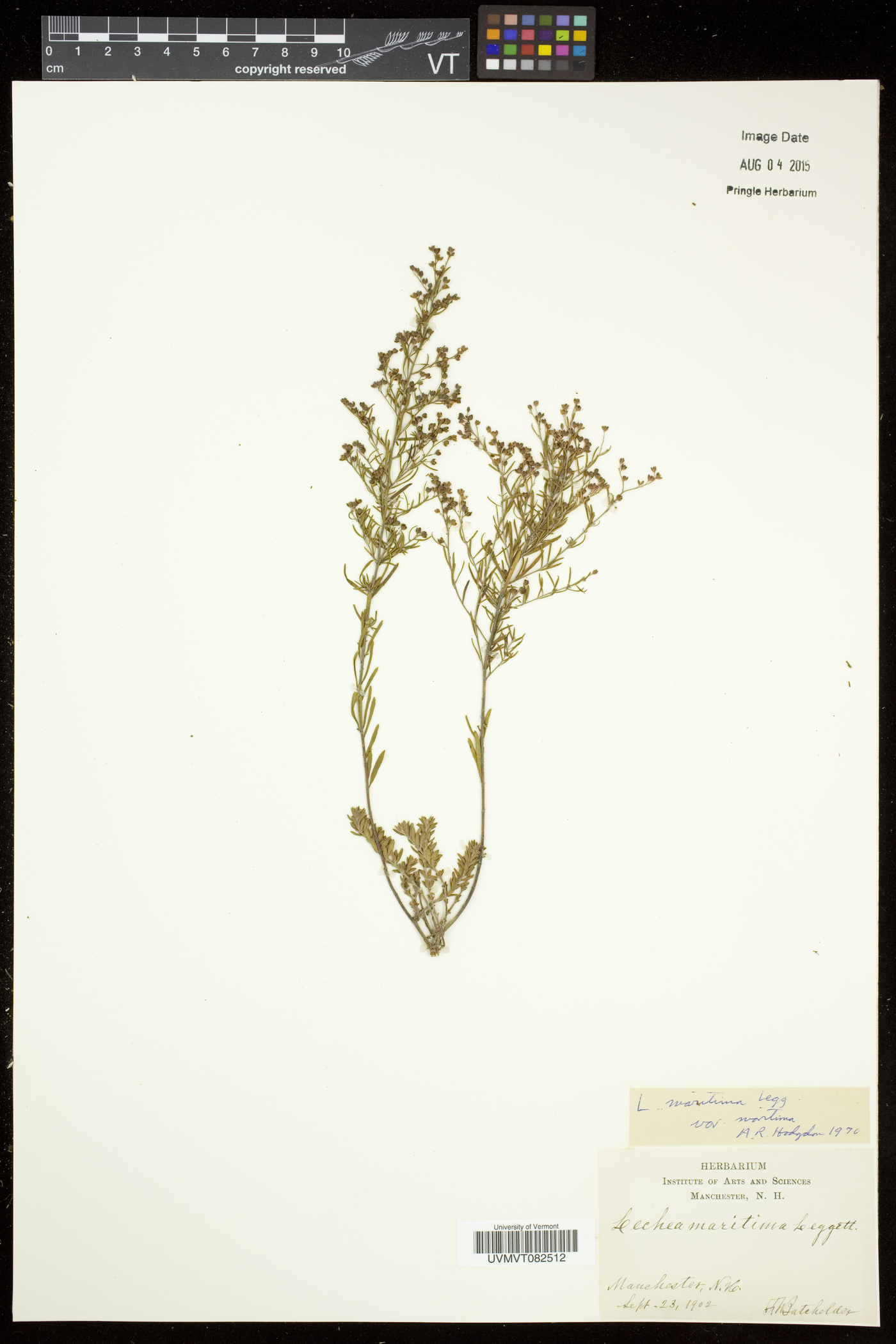 Lechea maritima var. maritima image