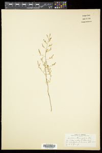 Lechea tenuifolia image