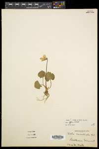 Viola affinis image