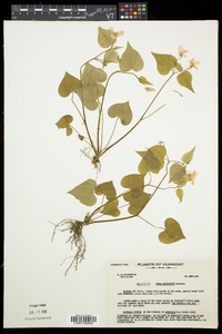 Viola canadensis var. canadensis image