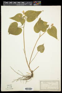 Viola canadensis var. canadensis image