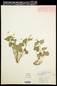 Viola canadensis var. canadensis image