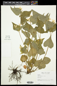 Viola canadensis var. canadensis image