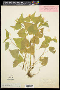 Viola canadensis var. canadensis image