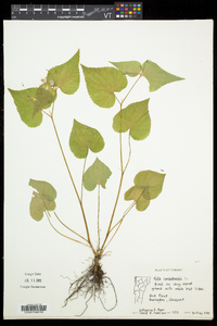 Viola canadensis var. canadensis image