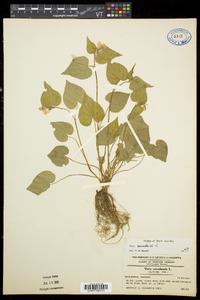 Viola canadensis var. canadensis image