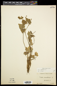 Viola canadensis var. canadensis image