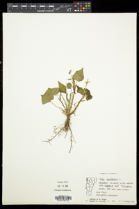 Viola canadensis var. canadensis image