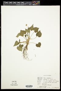 Viola canadensis var. canadensis image