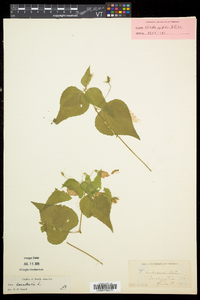 Viola canadensis var. canadensis image