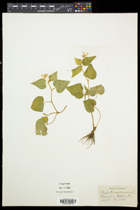 Viola canadensis var. canadensis image