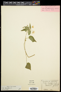 Viola canadensis var. canadensis image