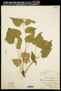 Viola canadensis var. canadensis image