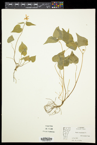 Viola canadensis var. canadensis image