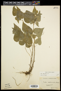 Viola canadensis var. canadensis image