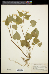 Viola canadensis var. canadensis image