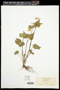 Viola canadensis var. canadensis image