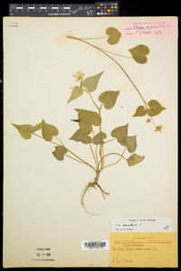 Viola canadensis var. canadensis image