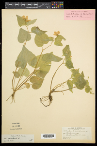 Viola canadensis var. canadensis image