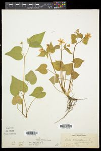 Viola canadensis var. canadensis image