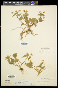 Viola canadensis var. canadensis image