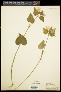 Viola canadensis var. canadensis image