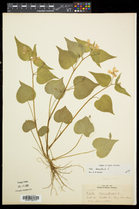 Viola canadensis var. canadensis image